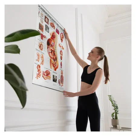 Wall chart - Pregnancy and birth - , LxW 100x70 cm
