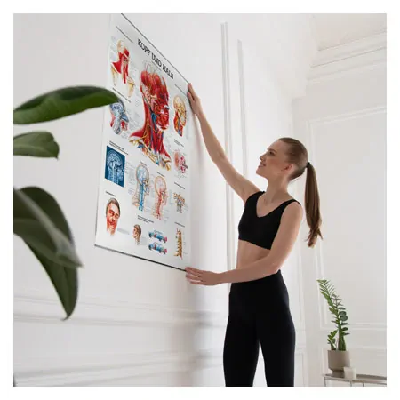 Wall chart - Head & Neck, - LxW 100x70 cm