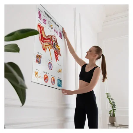 Wall chart - The ear - , LxW 100x70 cm
