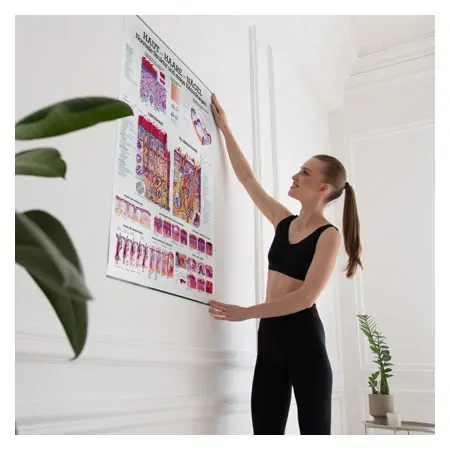 Wall chart - skin-hair-nails - , LxW 100x70 cm