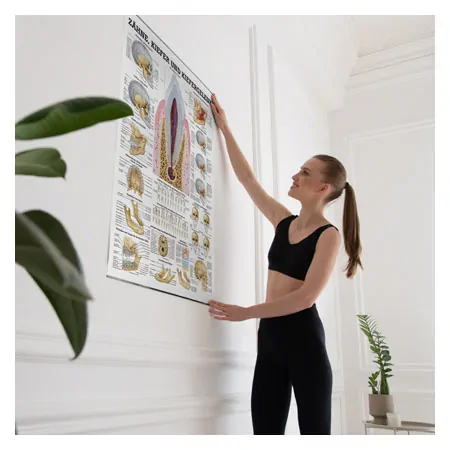 Wall chart - teeth and jaw joint, - LxW 100x70 cm
