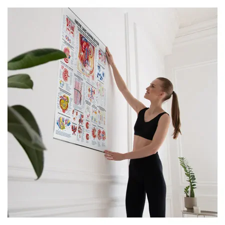Wall chart - kidney and ureters, - LxW 100x70 cm