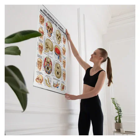 Wall chart - The skull - muscle insertions and origins - , LxW 100x70 cm