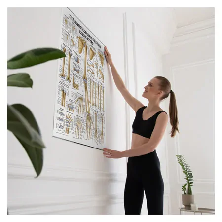 Wall chart - The bones of the upper limb, - LxW 100x70 cm
