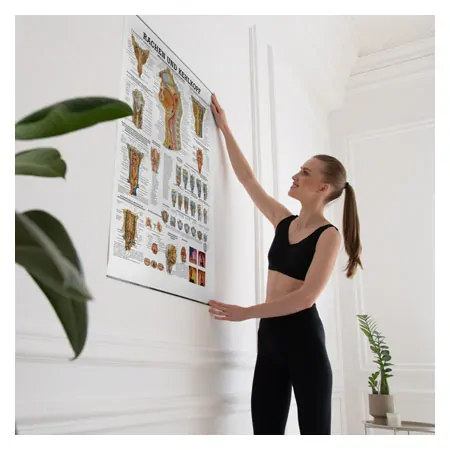 Wall chart - throat and Larynx - LxW 100x70 cm