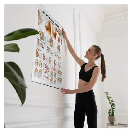Wall chart - Female breast - LxW 100x70 cm