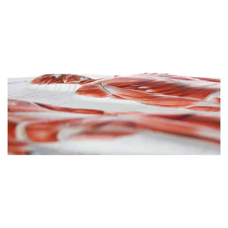 Relief panel human muscular system, LxW 74x54 cm