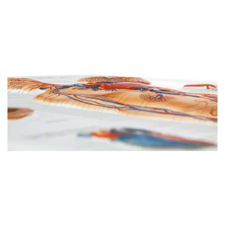 Relief panel human vascular system, LxW 74x54 cm