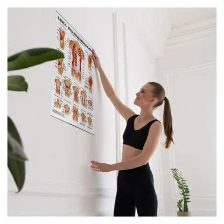 Poster - abdominal and intercostal muscles - L x W 70x50 cm