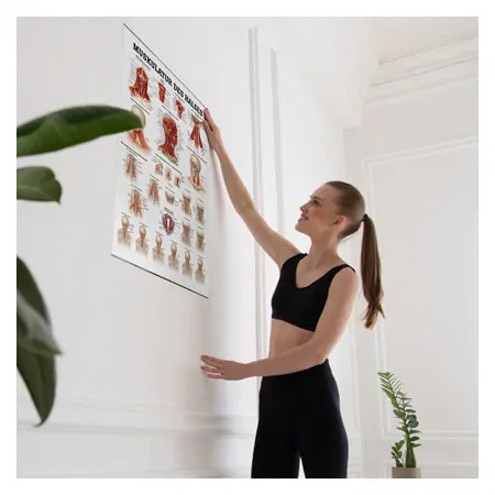 Poster - muscles of the neck, - L x W 70x50 cm