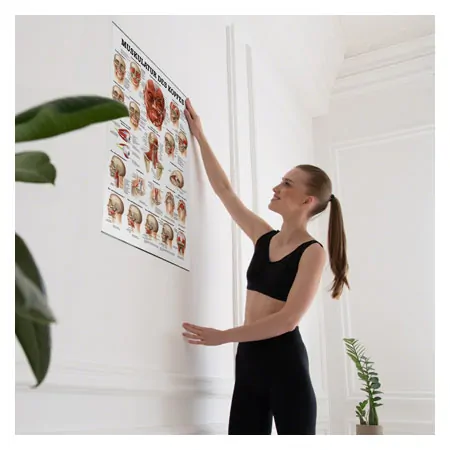 Posters ''Musculature of the head - , L x W 70x50 cm