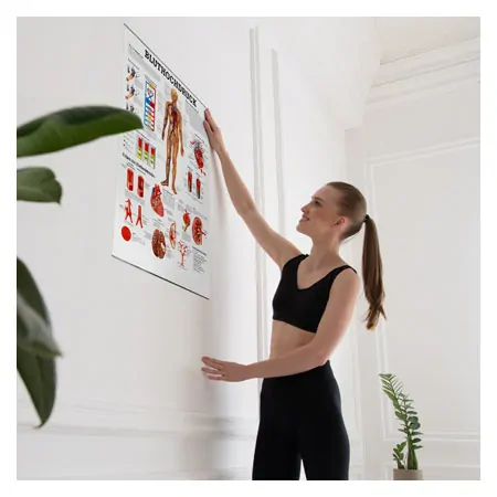 Posters - high blood pressure - , LxW 70x50 cm