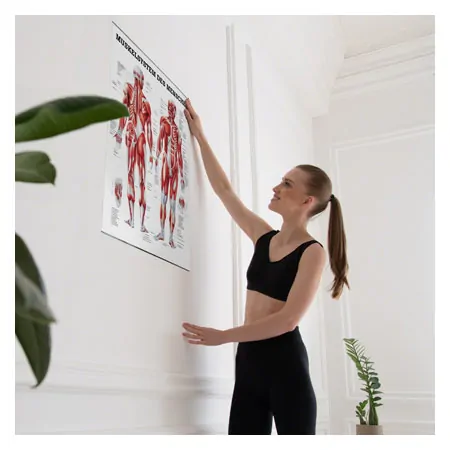 Posters - muscular system - L x W 70x50 cm