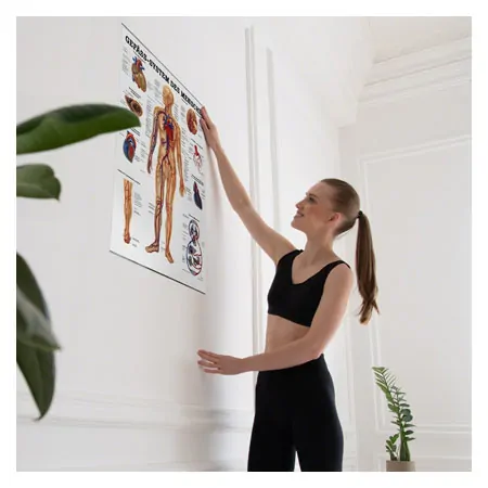 Poster - vascular system - L x W 70x50 cm