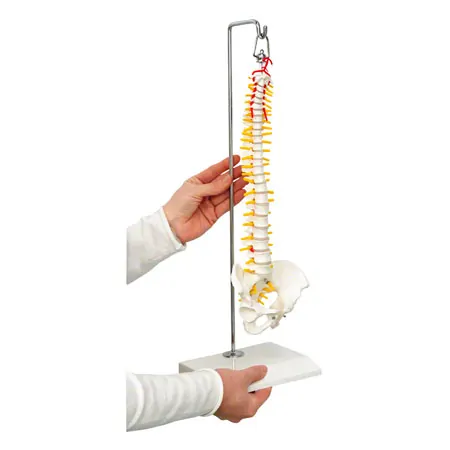 Mini-spinal column incl. stand, 38 cm
