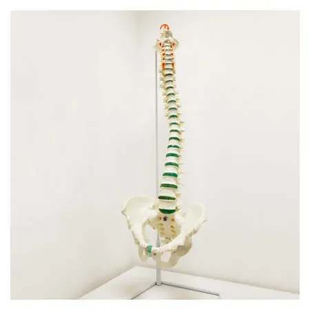 Spine incl. stand, 85 cm