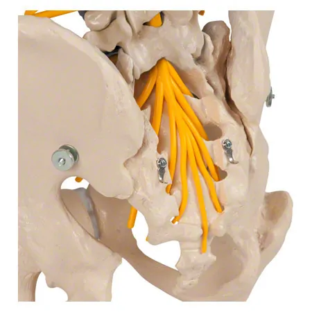 Spinal column incl. stand, 80 cm
