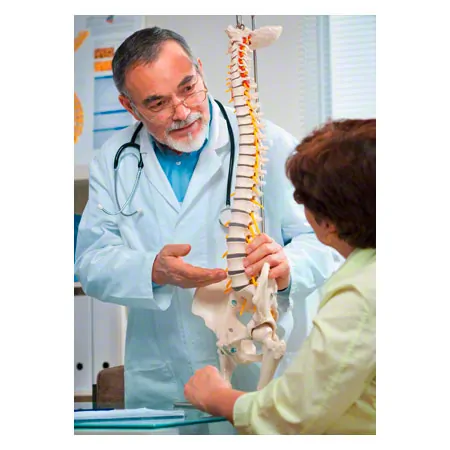Spinal column incl. stand, 80 cm