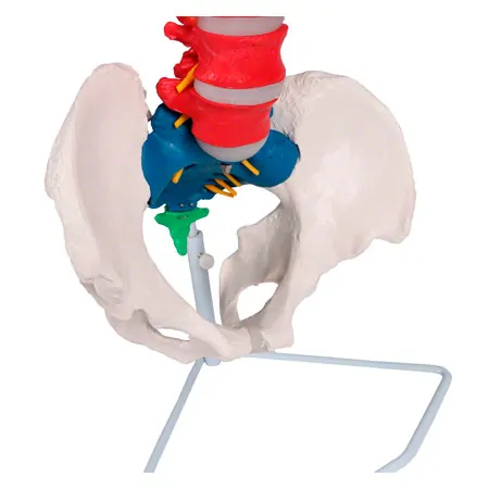 Flexible spine, didactic, incl. stand