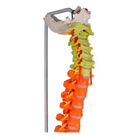 Flexible spine, didactic, incl. stand