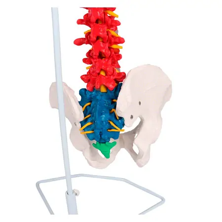 Flexible spine, didactic, incl. stand