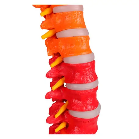 Flexible spine, didactic, incl. stand