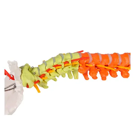 Flexible spine, didactic, incl. stand