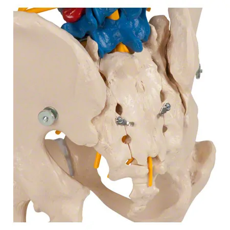 Spinal column incl. stand, 80 cm, coloured