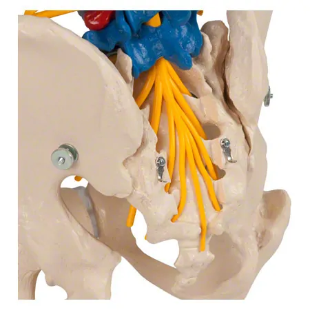 Spinal column incl. stand, 80 cm, coloured