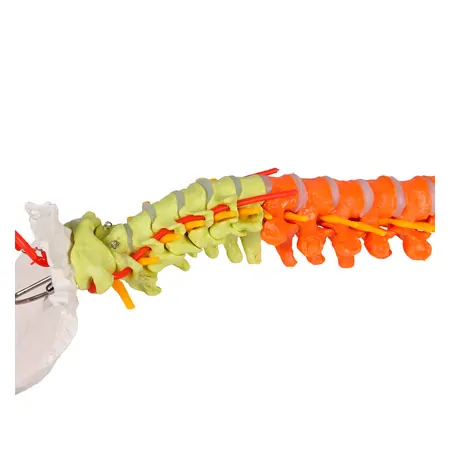 Flexible spine, didactic, incl. stand