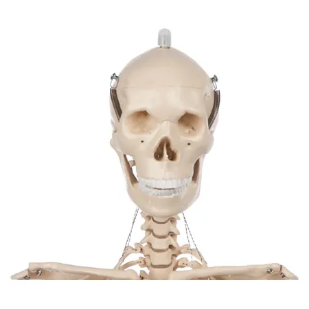 Mini-skeleton incl. stand, 65 cm