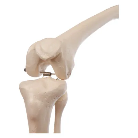 Mini-skeleton incl. stand, 65 cm