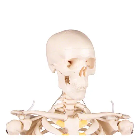 Mini-Skeleton with stand, 80 cm