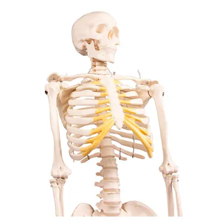 Mini-Skeleton with stand, 80 cm