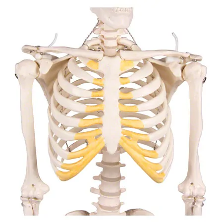 Mini-Skeleton with stand, 80 cm