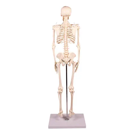 Mini-Skeleton with stand, 80 cm