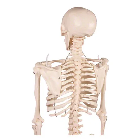 Mini-Skeleton with stand, 80 cm
