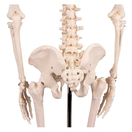 Mini-Skeleton with stand, 80 cm