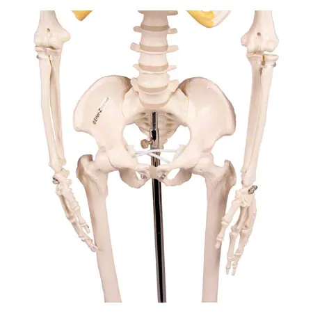 Mini-Skeleton with stand, 80 cm