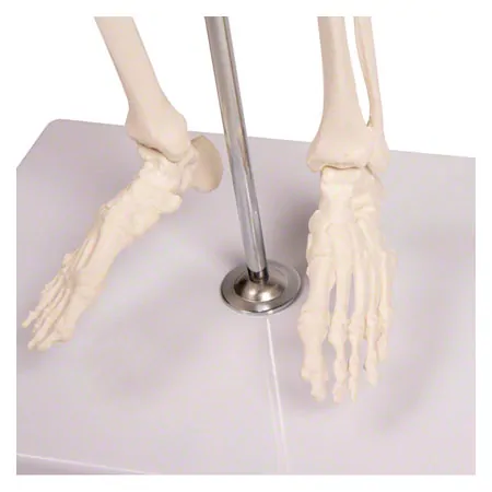 Mini-Skeleton with stand, 80 cm