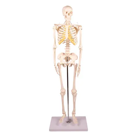 Mini-Skeleton with stand, 80 cm