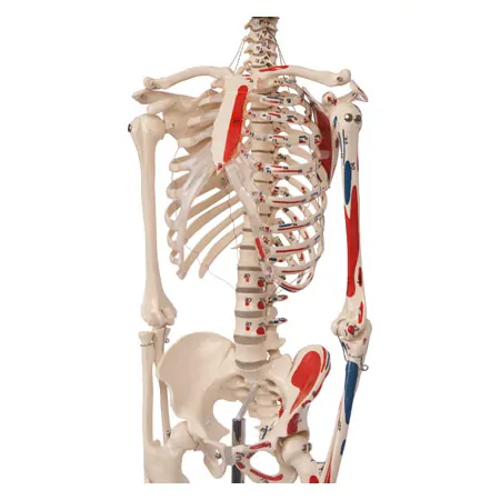 Mini Skeleton with painted muscles incl. stand, 65 cm