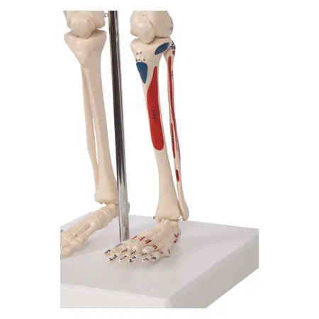 Mini Skeleton with painted muscles incl. stand, 65 cm
