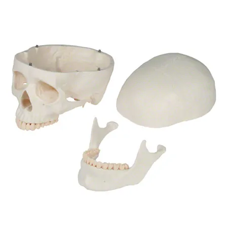 Skull, 4-piece.