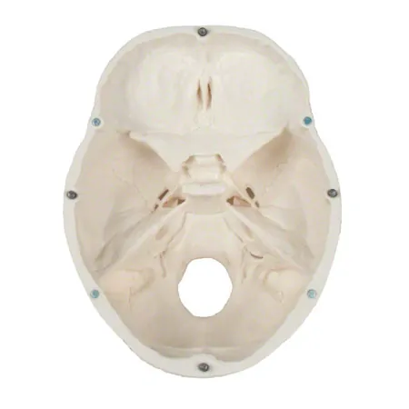 Skull, 4-piece.