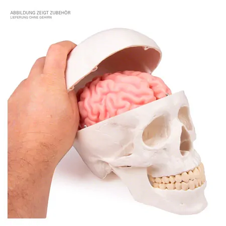 Skull, 4-piece.