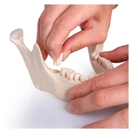 Snap skull, 18-piece, white