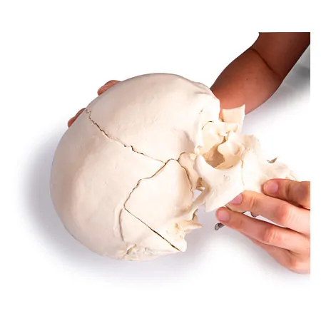 Snap skull, 18-piece, white