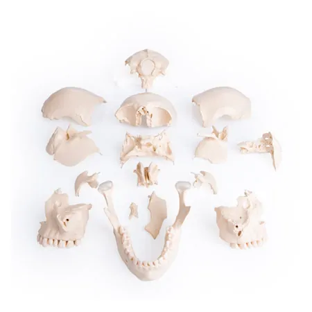 Snap skull, 18-piece, white