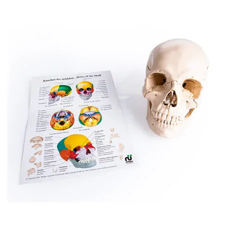 Snap skull, 18-piece, white